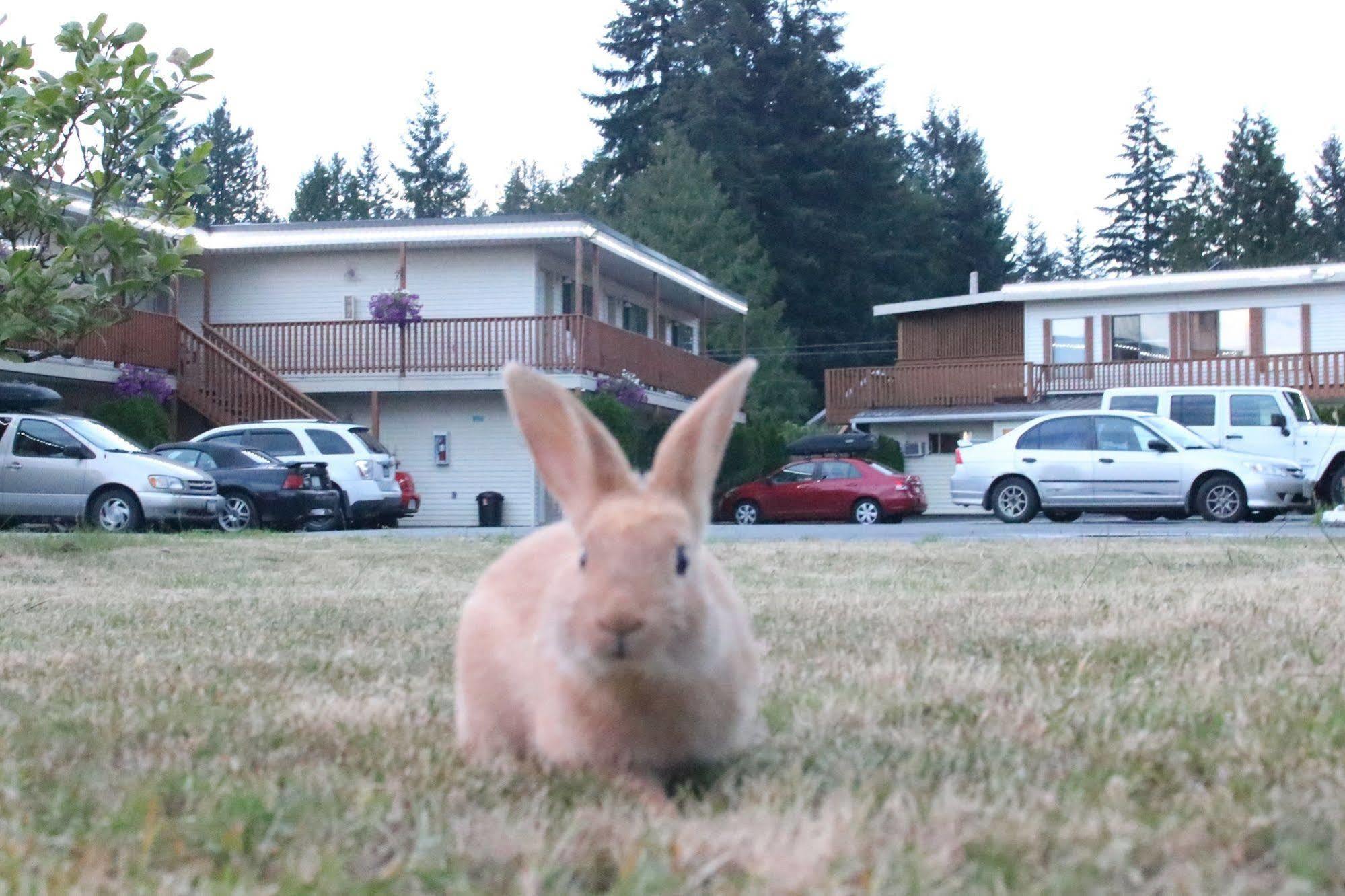 Skylite Motel Parksville Exterior foto